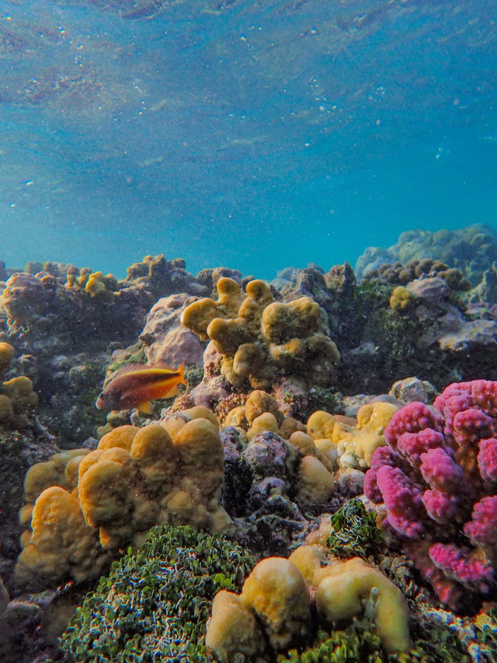 colorful coral reef on seabed