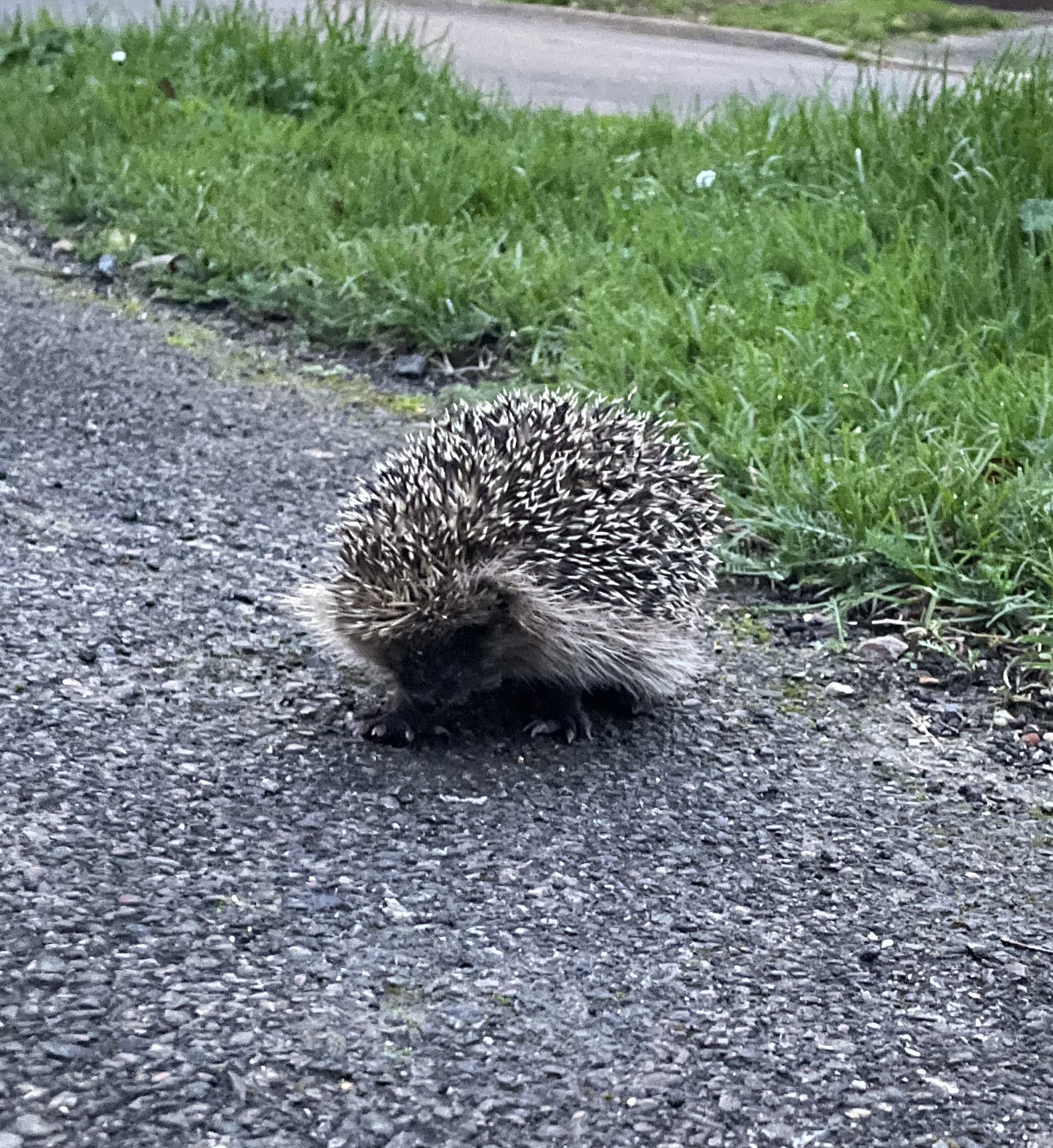 Hedgehog (c) Lissie Pollard