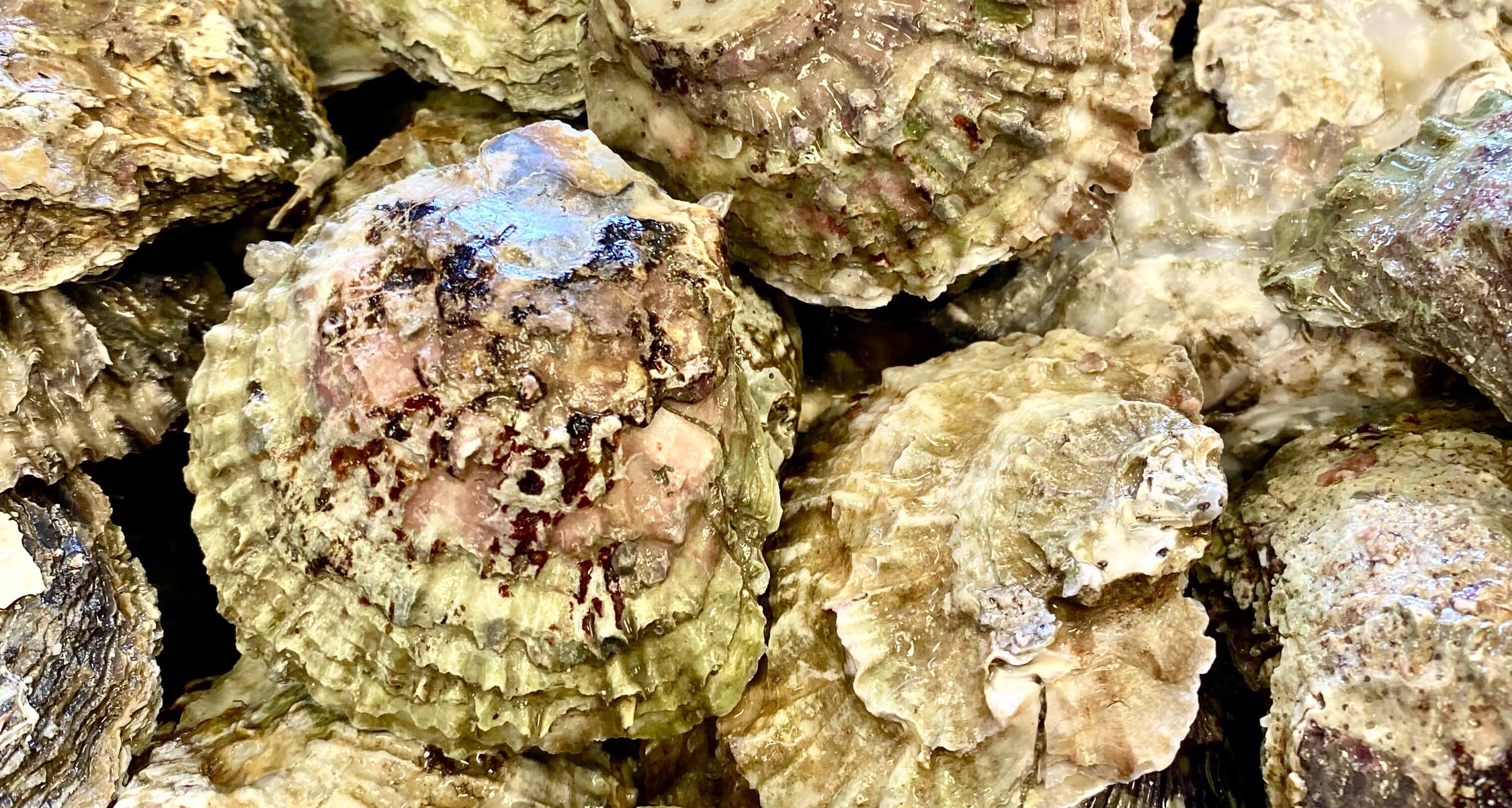 Header-image-Oyster-close-up-European-oyster-c-Final-Straw-Foundation